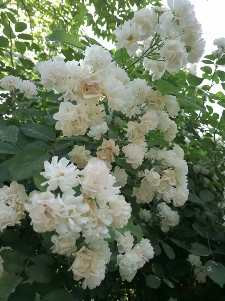 介绍一款“欢乐龙城3辅助下载”原来真的有挂-第1张图片