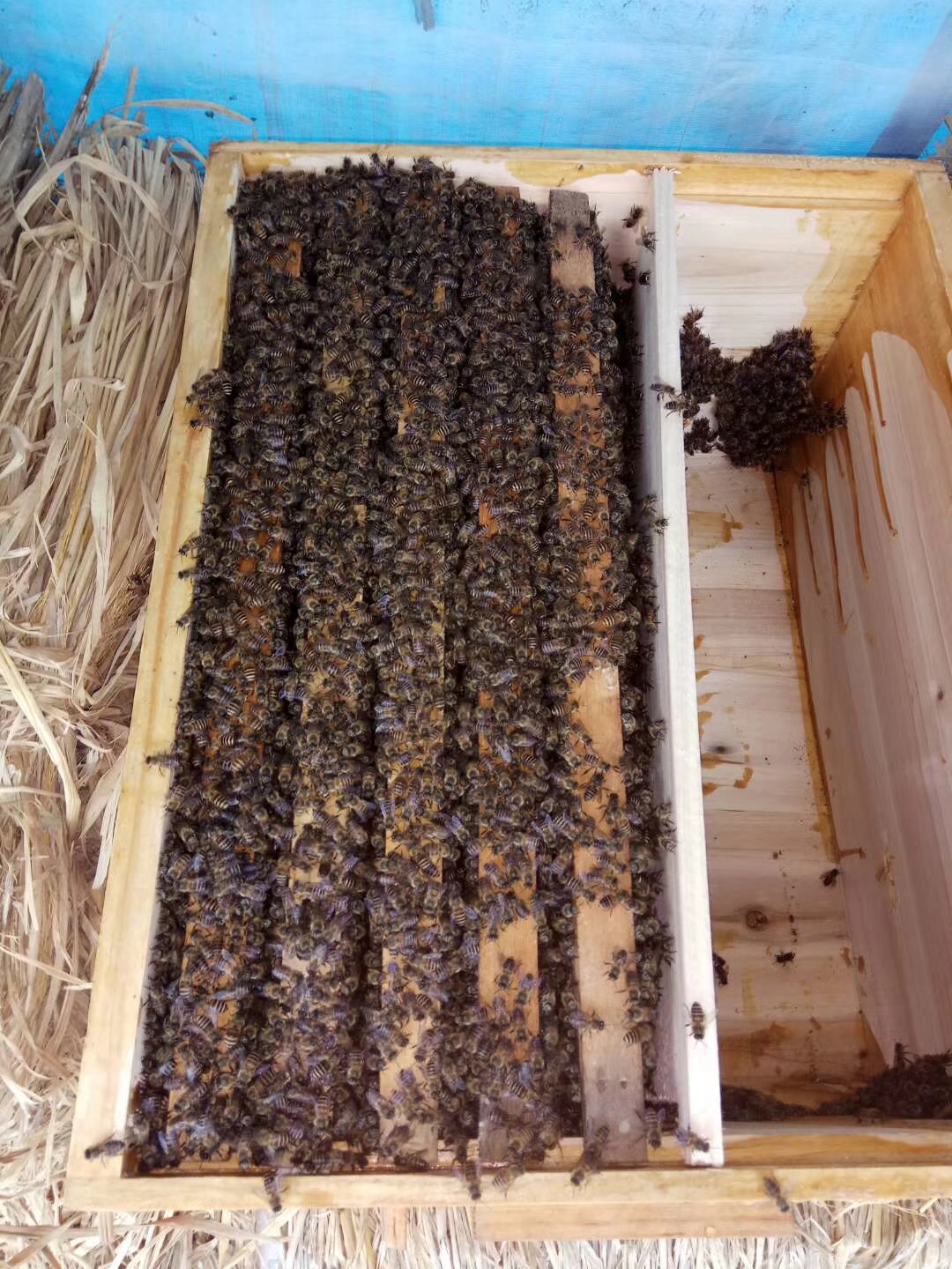 终于呈现“蜜蜂大厅有没有辅助”爆光开挂猫腻-第2张图片