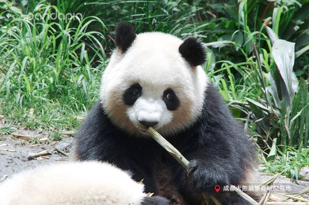 今日盘点“熊猫麻将可以开挂真假”分享装挂步骤-第2张图片